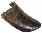 Tyrannosaur (Nanotyrannus) Tooth - Feeding Worn #62747-2
